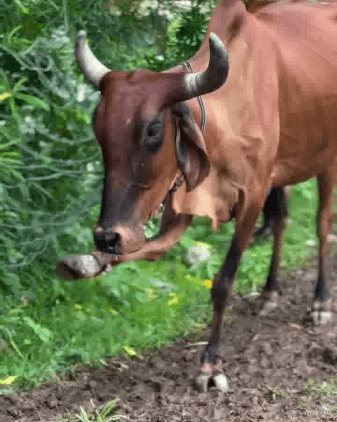 Seva 3